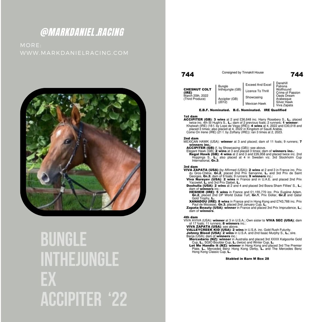 MDanielRacing's tweet photo. Our  @Goffs1866 purchase!

Get involved today—racehorse ownership is for everyone!

https://t.co/Atu8b2tTEf

#markdanielracing #mdanielracing #goffs #horseracing #syndicate #ownership #breezeup
#racehorses https://t.co/RABq8DhDbk