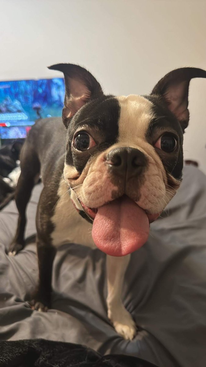 WeskertheBoston's tweet photo. Im going crazy my mom says I put about 1000 toys on the bed so when she lays down to sleep she lays ontop of them all 😂 #bostonterrier #bostonterrierprobs #bostie #dogsoftwitter https://t.co/8ZqMDIkTAI