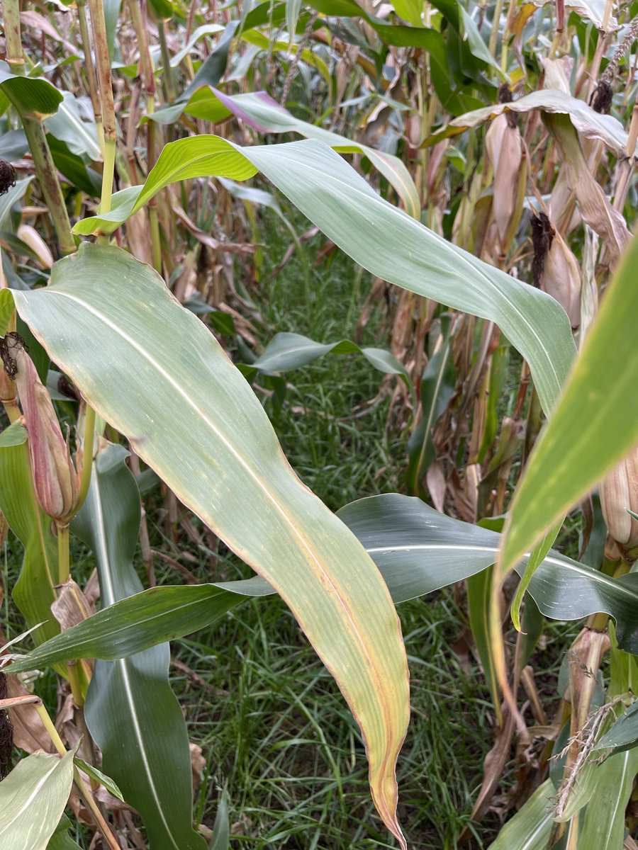 DairyConsultant's tweet photo. Maize undersown with westerwolds ready for harvest today. Westerwolds will ensure soil is stabilised over winter and provide an early cut of silage. https://t.co/K34Zwgmnc0