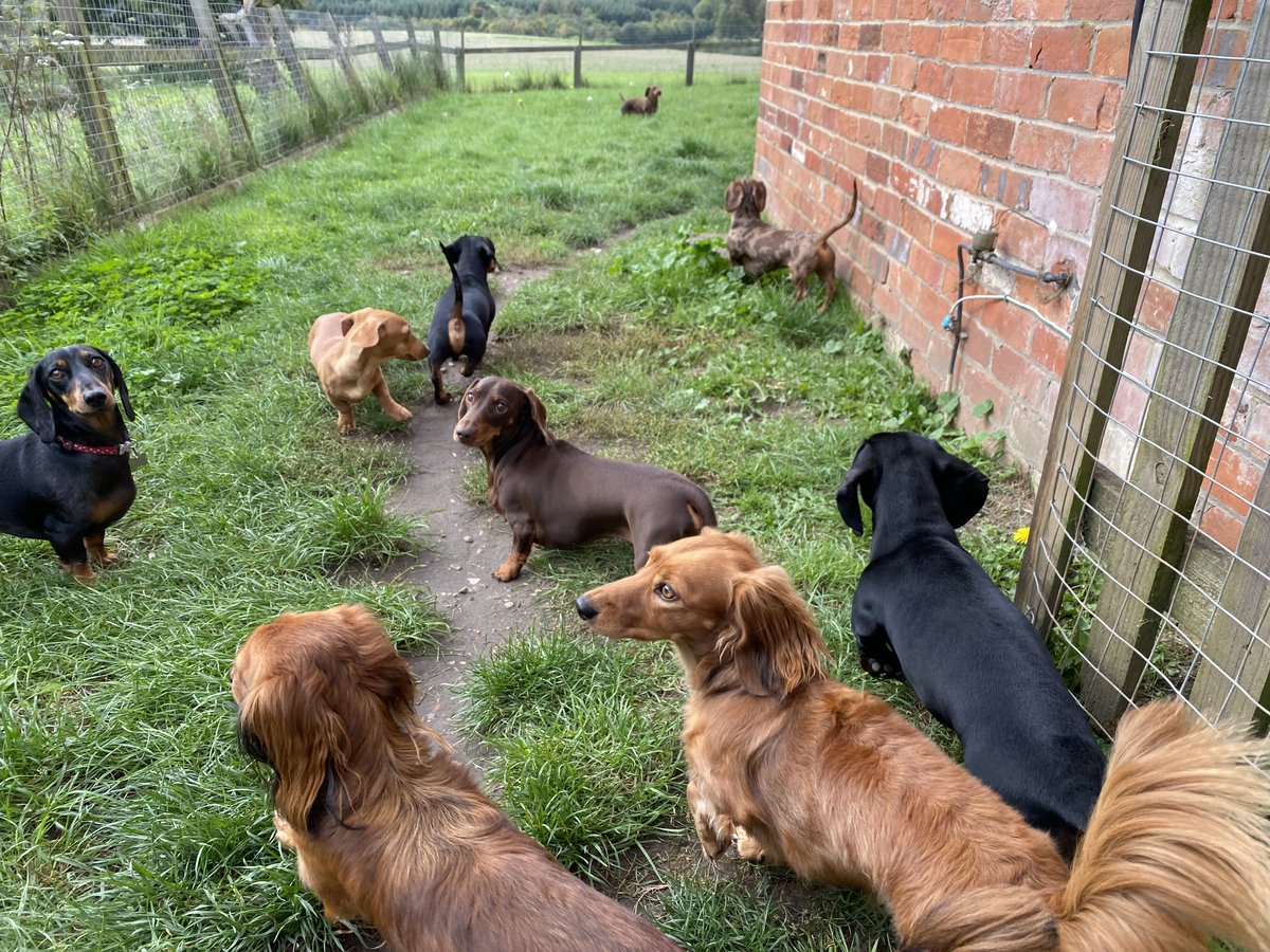 SausageDogHotel's tweet image. "Have we got time for some more zoomies before dinner?" #DecisionsDecisions