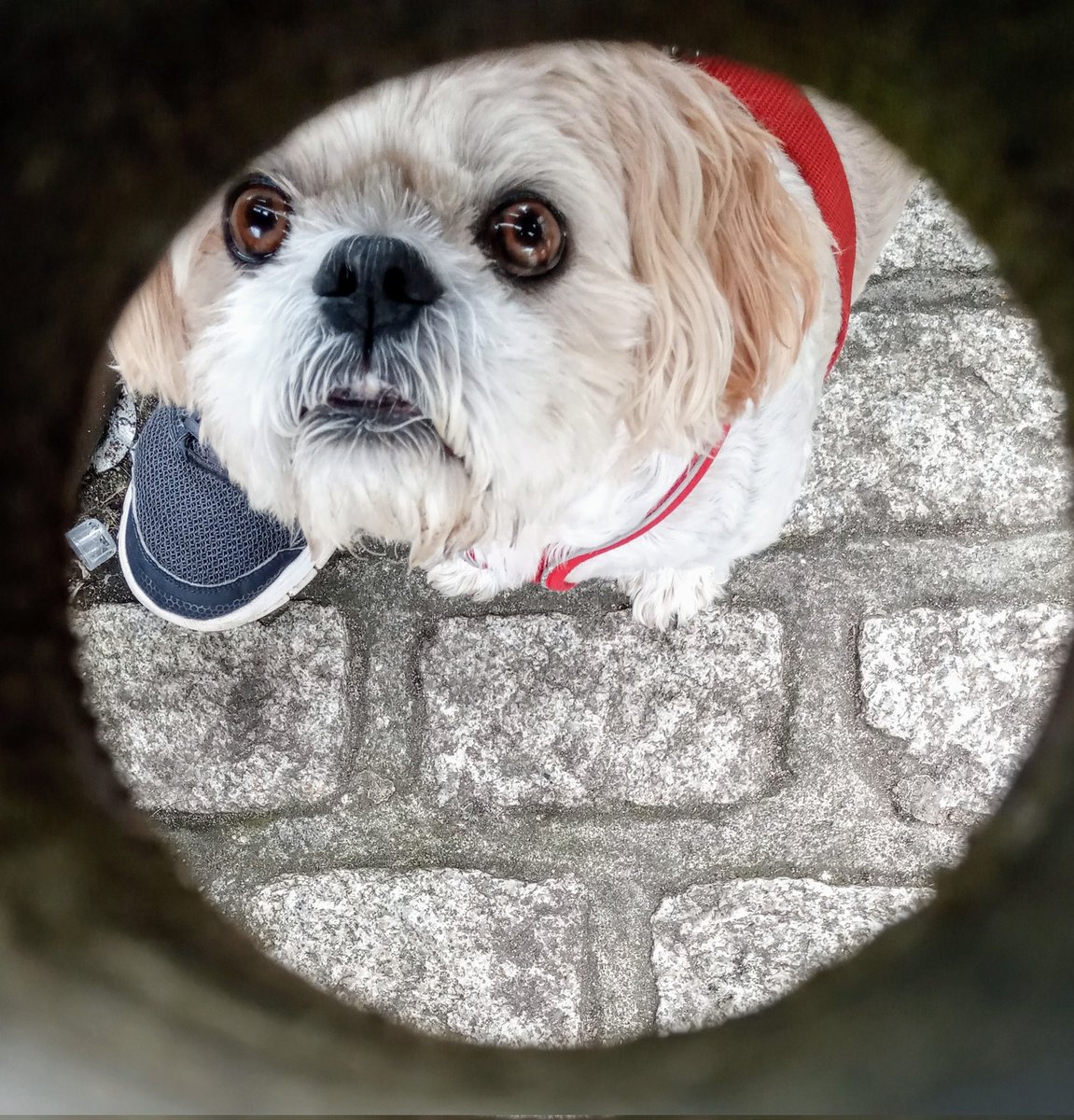 DaBaba92968514's tweet photo. I spy... He he 👀😁 #shihtzu https://t.co/j3UKh1pI8b