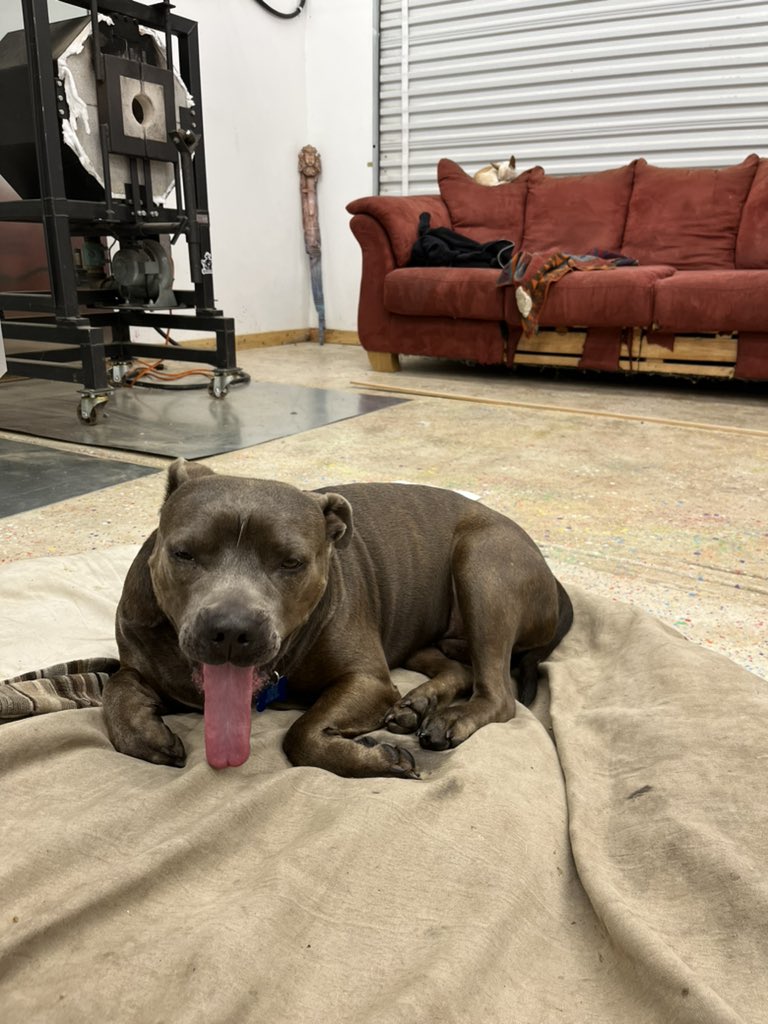 David Labrava tweet media