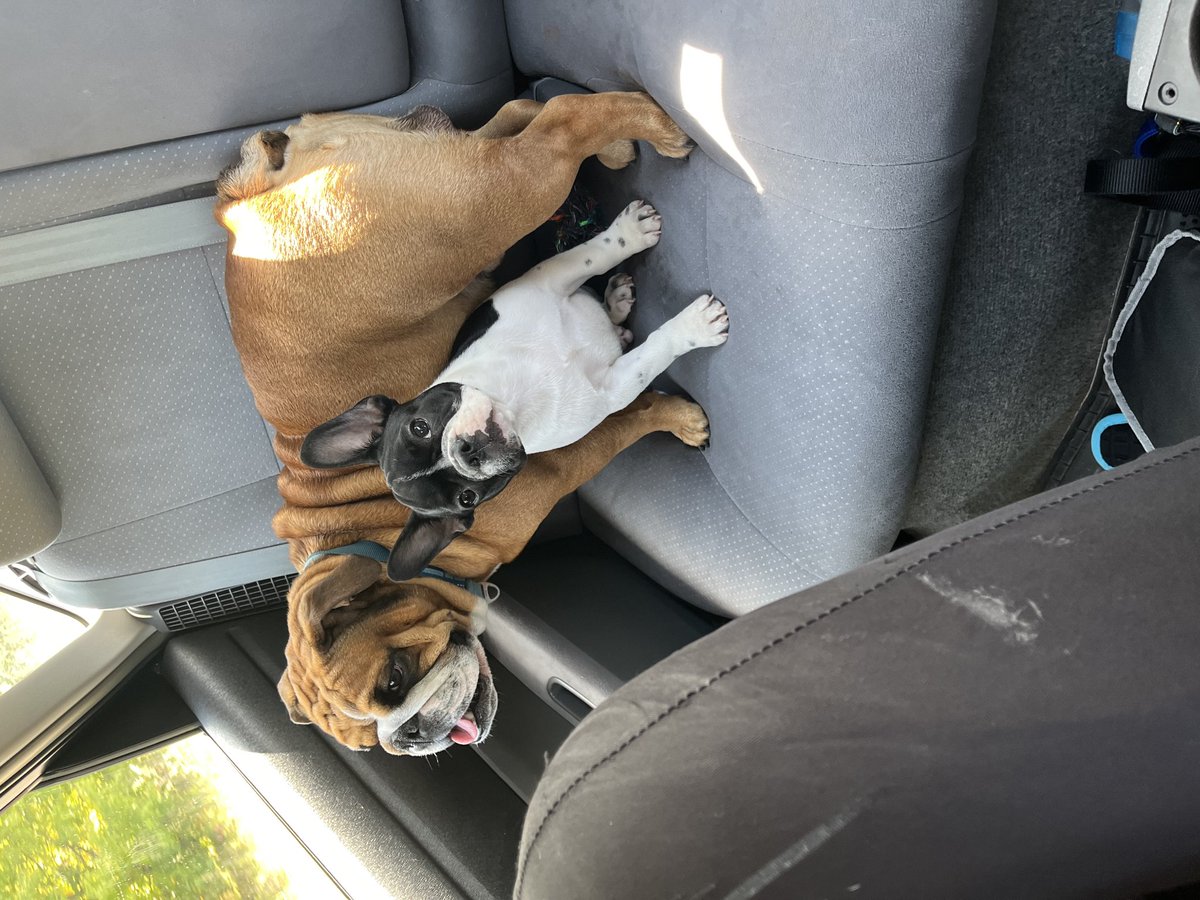 kyleandrew33's tweet photo. Welcome to the family, Kato 🖤🤍 https://t.co/SJbfgepDjc
