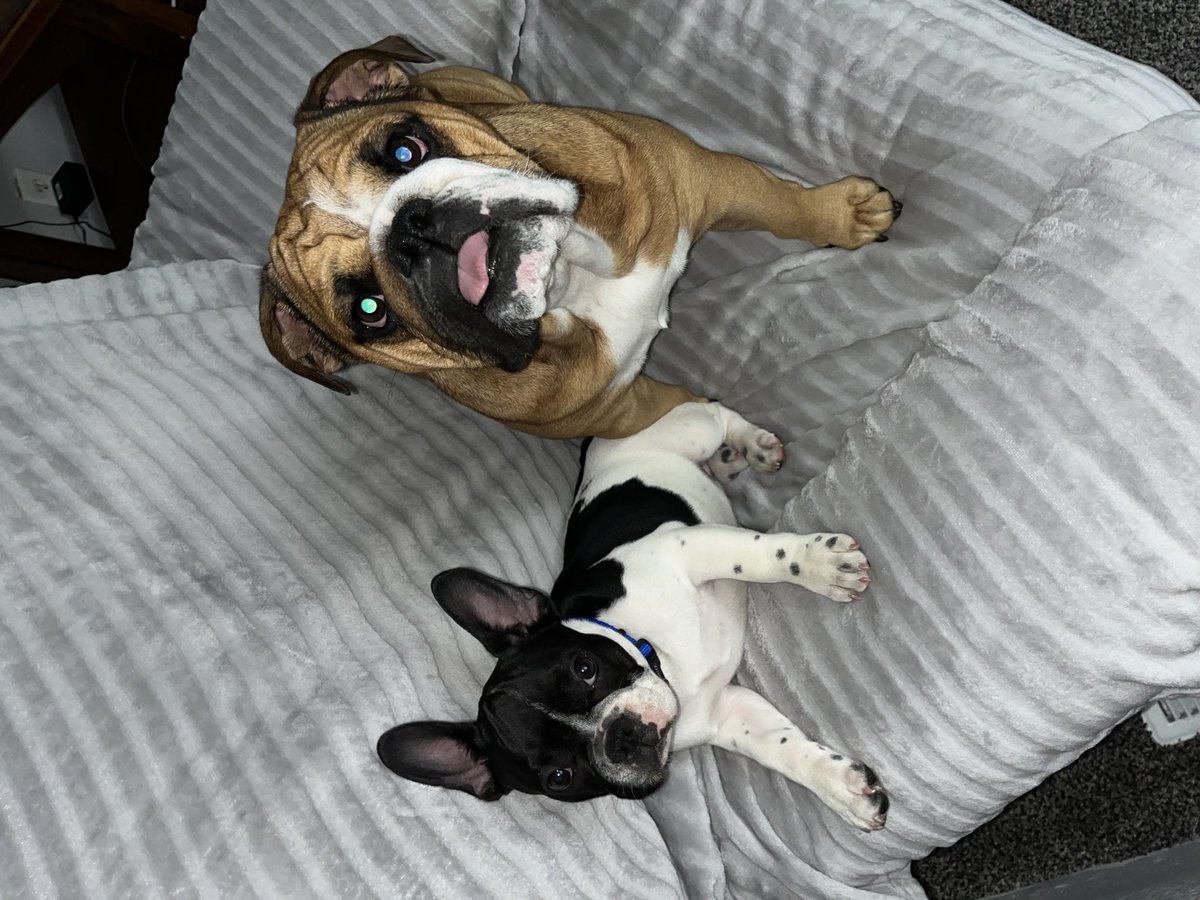 kyleandrew33's tweet photo. Welcome to the family, Kato 🖤🤍 https://t.co/SJbfgepDjc
