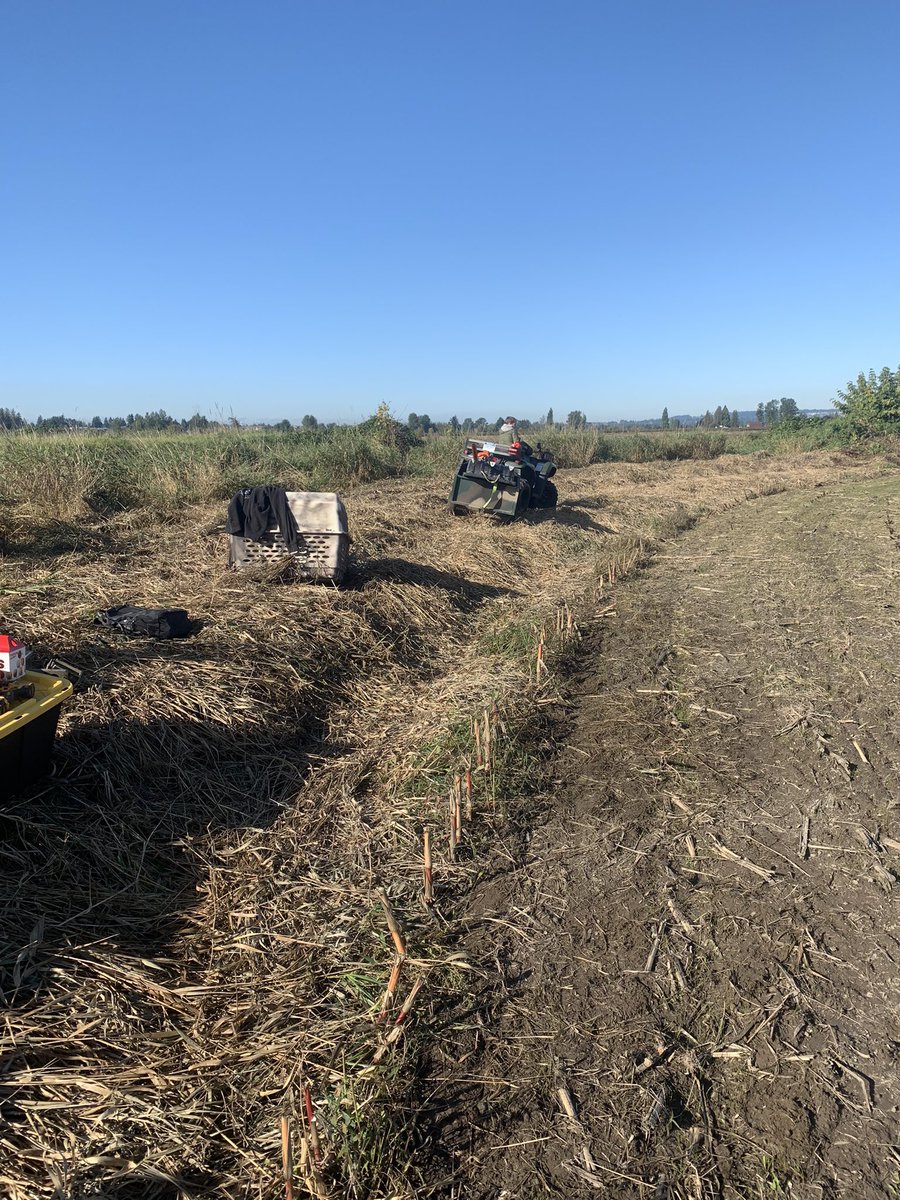 czarofbar's tweet photo. Back at it this morning with the farmer’s grandson out to help! One more down!!! #pittwaterfowlers #duckblind https://t.co/j1xcMVxS14