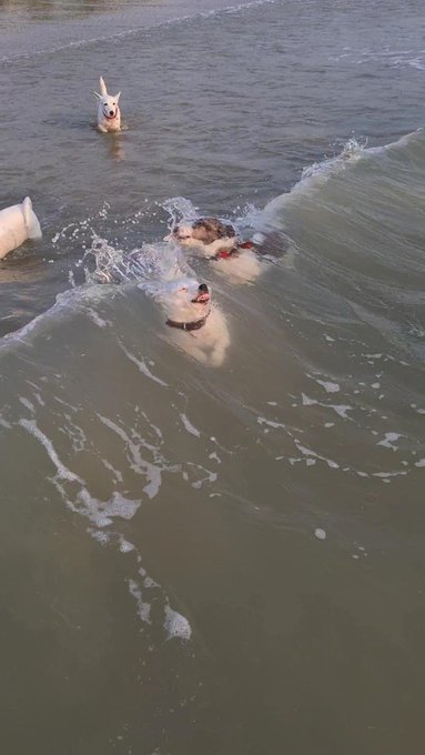 Footage of me handling life https://t.co/zP4v1o1YcA