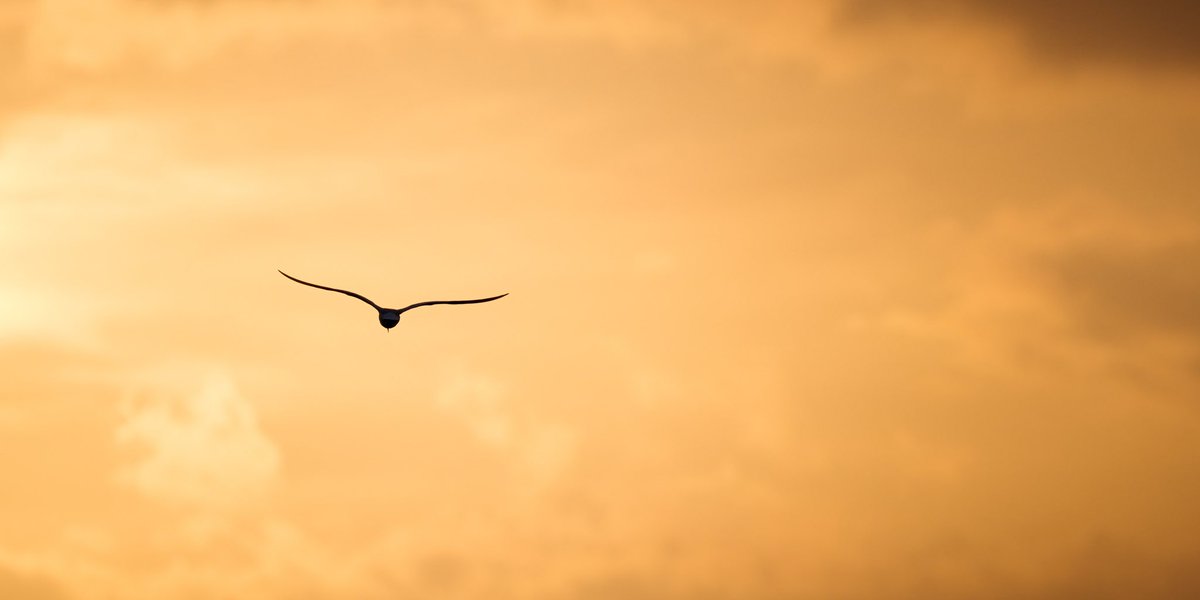 Fare thee well… 

#rspbstaidans #sunset #nikon #bird #seagull 

@RSPBEngland