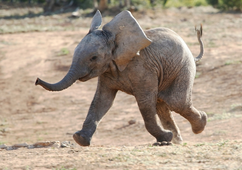 Elephants can be seen in the wild (and playing) in Africa and India. Because the best time to visit varies between countries, we have some flexibility. We should start planning now. #elephant #thisissouthafrica #safari