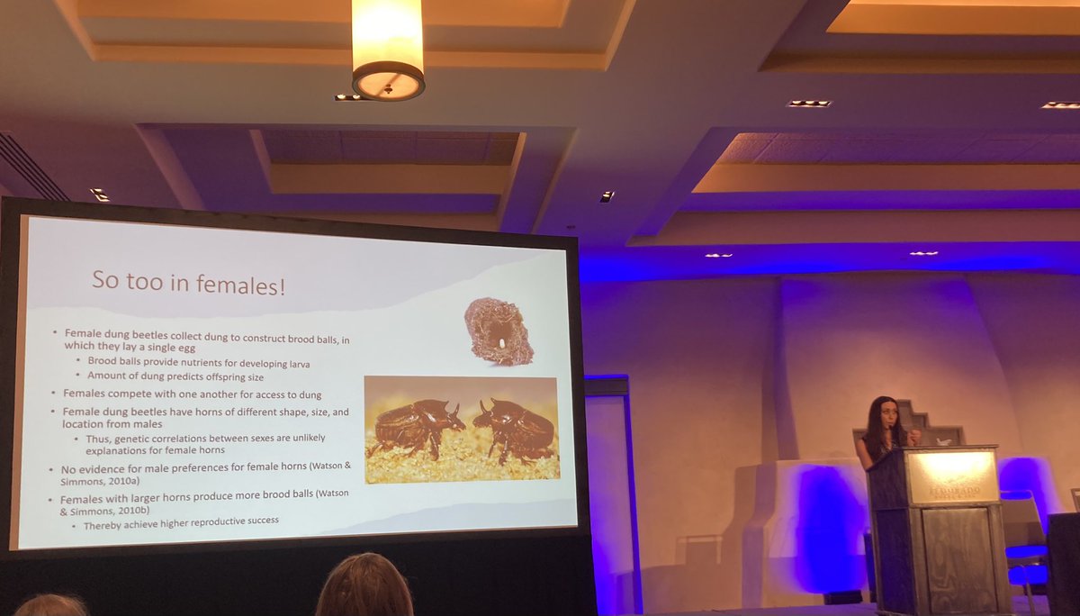 Cool example of evolved female female competition- dung beetle females compete for access to dung (more dung balls= better and higher quality offspring) by fighting with horns that evolved separately from the horns of males @TaniaArline #thebigconversation
