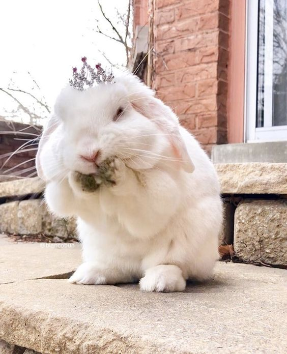 RabbitEveryHour's tweet photo. https://t.co/KPMcTynM4q