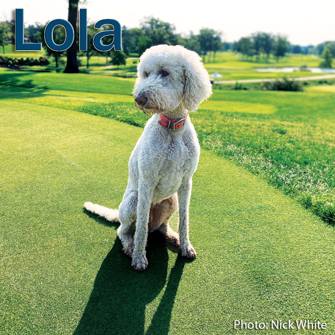 Golfdom (@golfdom) on Twitter photo We are closing out September with today's wonderful #UnderdogsOfTurf, Lola!
Thanks to <a href="/nickwhite_turf/">Nick White</a> for submitting your best bud and to John Deere and <a href="/RainBirdGolf/">RainBirdGolf</a> for sponsoring our underdogs!
(Photo: Nick White) We are closing out September with today's wonderful #UnderdogsOfTurf, Lola!
Thanks to <a href="/nickwhite_turf/">Nick White</a> for submitting your best bud and to John Deere and <a href="/RainBirdGolf/">RainBirdGolf</a> for sponsoring our underdogs!
(Photo: Nick White)