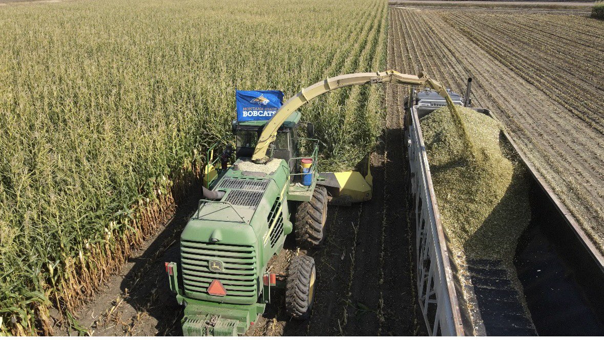 Another beautiful Saturday to cheer on the Bobcats! #mmafanzone