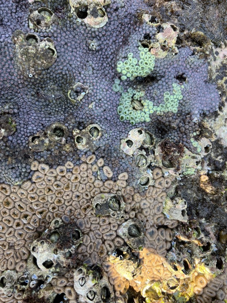 nicola_foster's tweet photo. Day 5 of the MBCE field trip to South Africa - coral and zoanthid heaven!! #MissionRocks https://t.co/HbcXQr8TcY