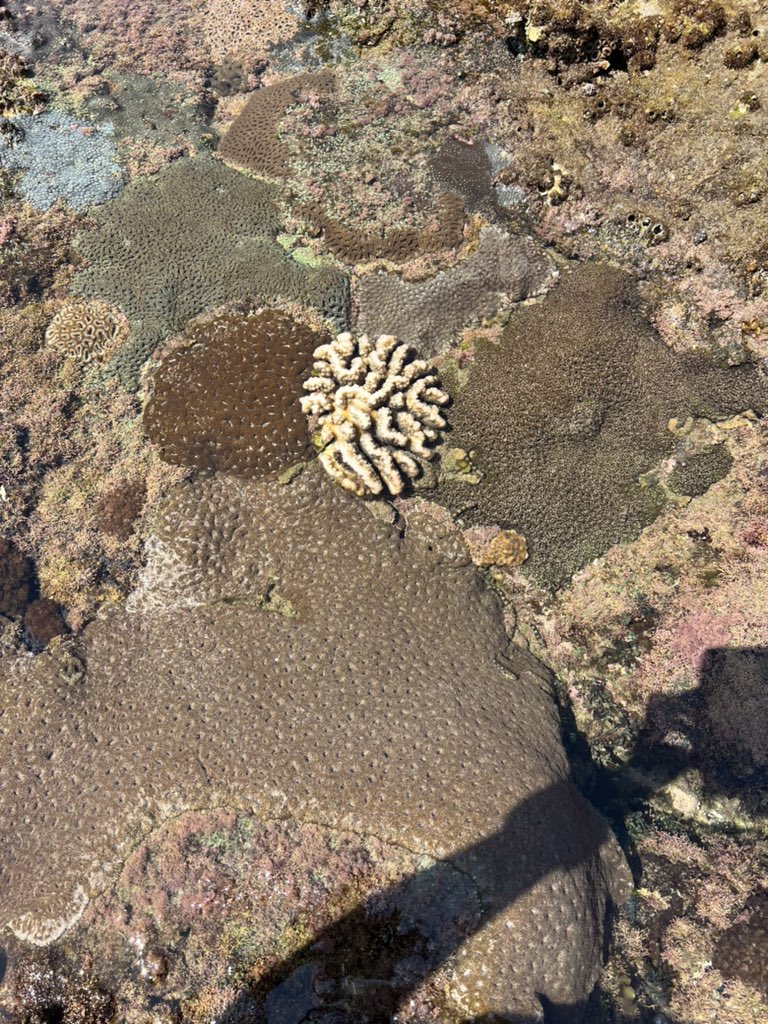 nicola_foster's tweet photo. Day 5 of the MBCE field trip to South Africa - coral and zoanthid heaven!! #MissionRocks https://t.co/HbcXQr8TcY
