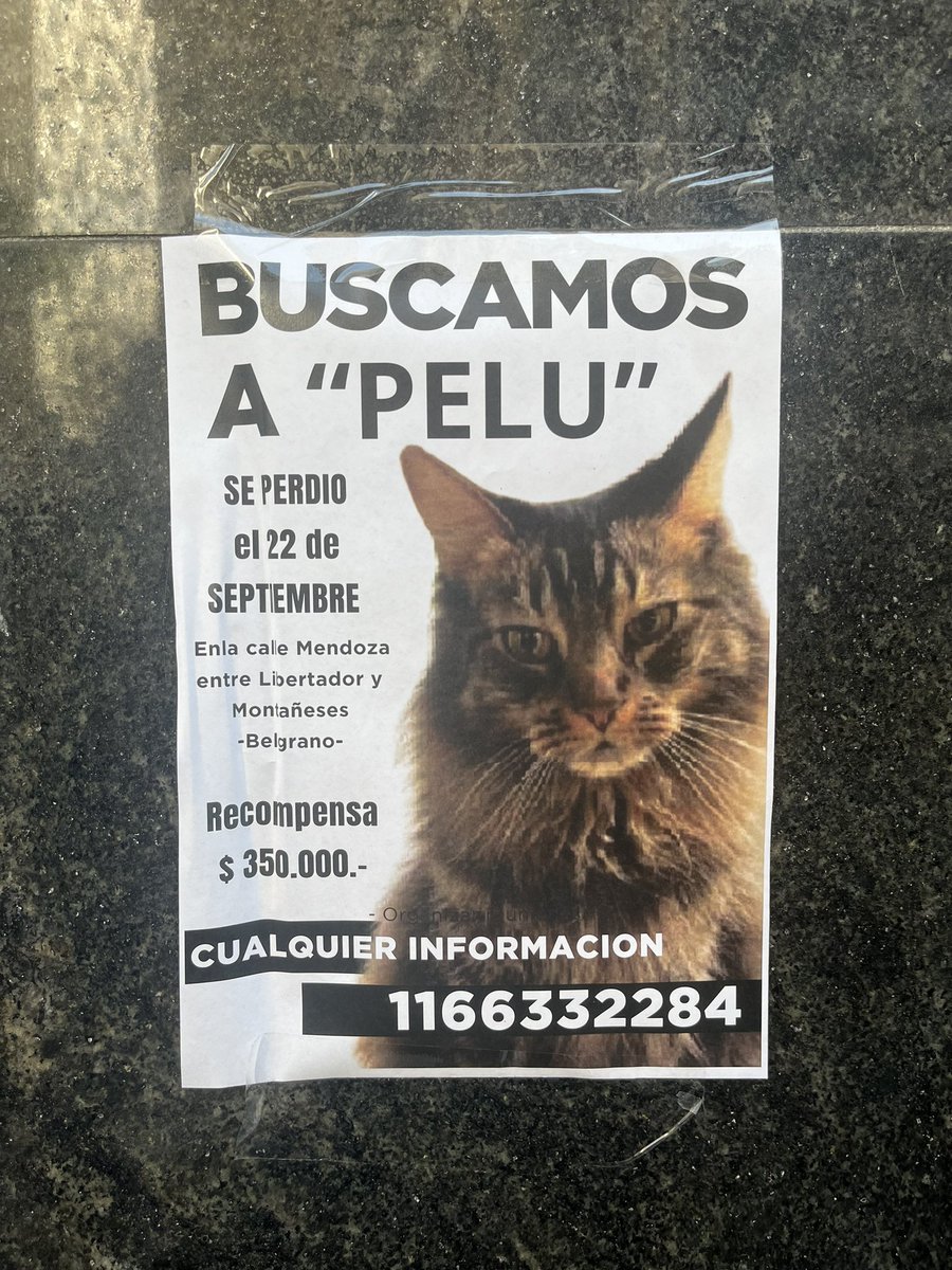 guxxiela's tweet photo. amichas nunca les pedí rt a nada pero todo el trayecto que hice hoy desde la estación juramento hasta el barrio chino  estaba lleno de estos carteles y me da muchísima pena, porfi compartan así encuentran a Pelu, dan recompensa además. Si están por la zona estén atentxs 💔 https://t.co/yGZr9qCv3O