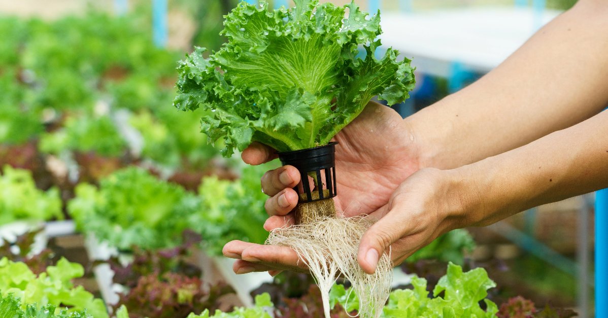 MimusMx's tweet photo. 🌱💧 Descubre cómo la #Hidroponía se convierte en una innovadora solución ante la escasez de agua, permitiendo cultivar con hasta un 90% menos de este precioso recurso. 🔄🌿 ¡Cultivemos esperanza en cada gota! 

https://t.co/mJEHrJVlTe

 #AgriculturaSostenible #EficienciaHídrica https://t.co/DR9tcKzGSY
