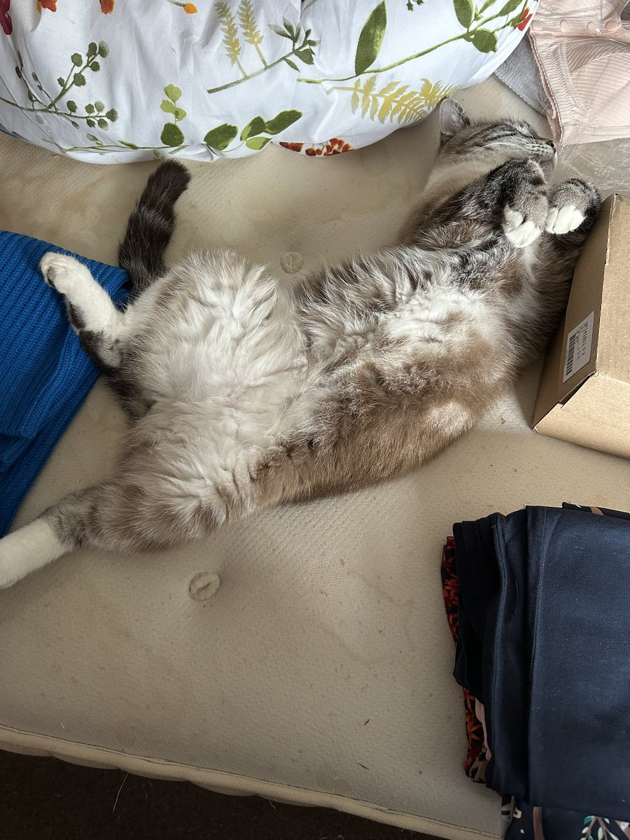 Went to go to bed to find this! This is not my cat.