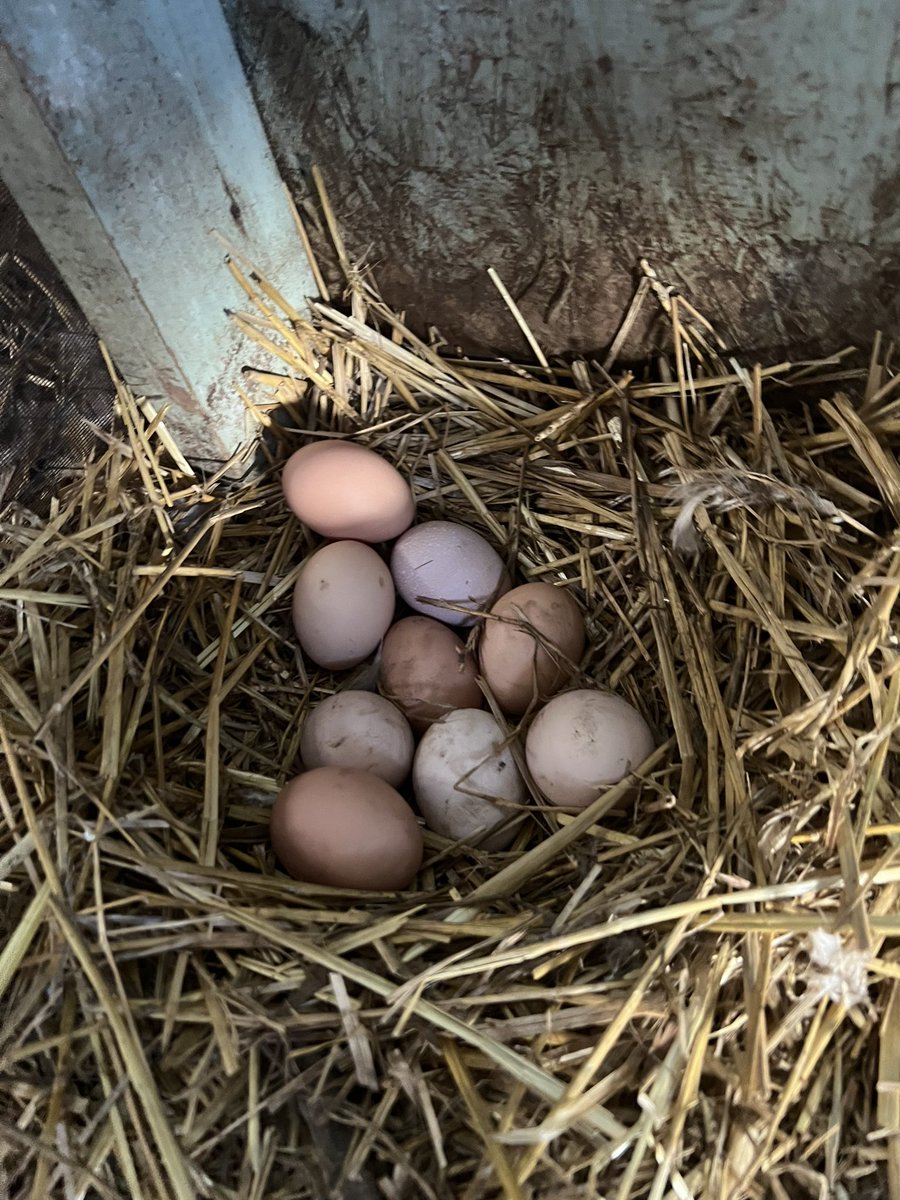 KitBaroness's tweet photo. October is the last month of orders to get 1day old hatchlings shipped out until 2024 spring https://t.co/GErh7LVQqL