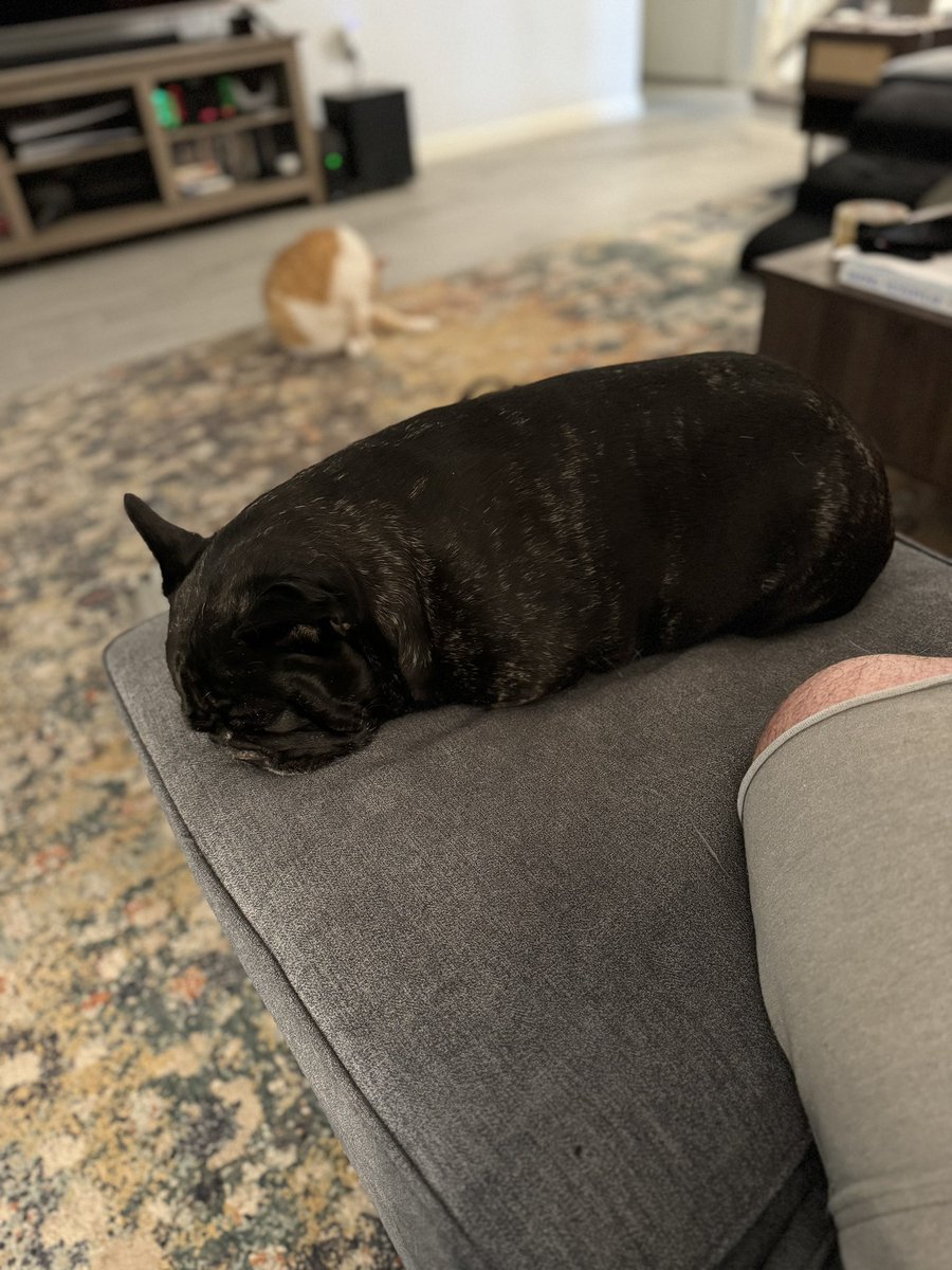 beekertx's tweet photo. Potato, aka Monkasaurus Rex, aka Mónkey, aka Bubbalah, has no shits to give today. No time for all this! 🤣🤣 #Frenchie #eh https://t.co/zqL2FOvPW9