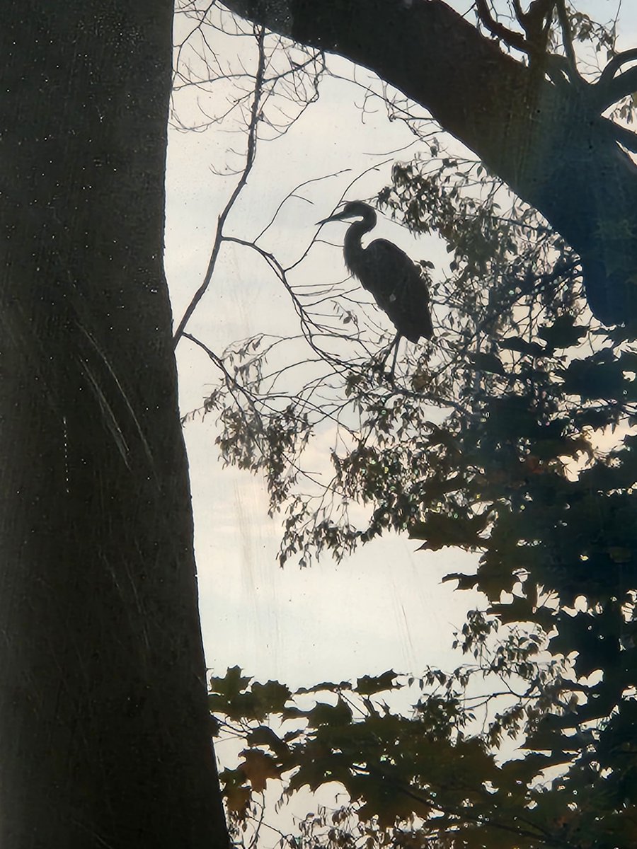 June was when I last posted anything. I was saddened when a X obliterated what the bluebird represented. It's not been the same since, but (barring X charging $) I still want to be able to connect with my community. Heron in a tree yesterday, on the look-out for hope.