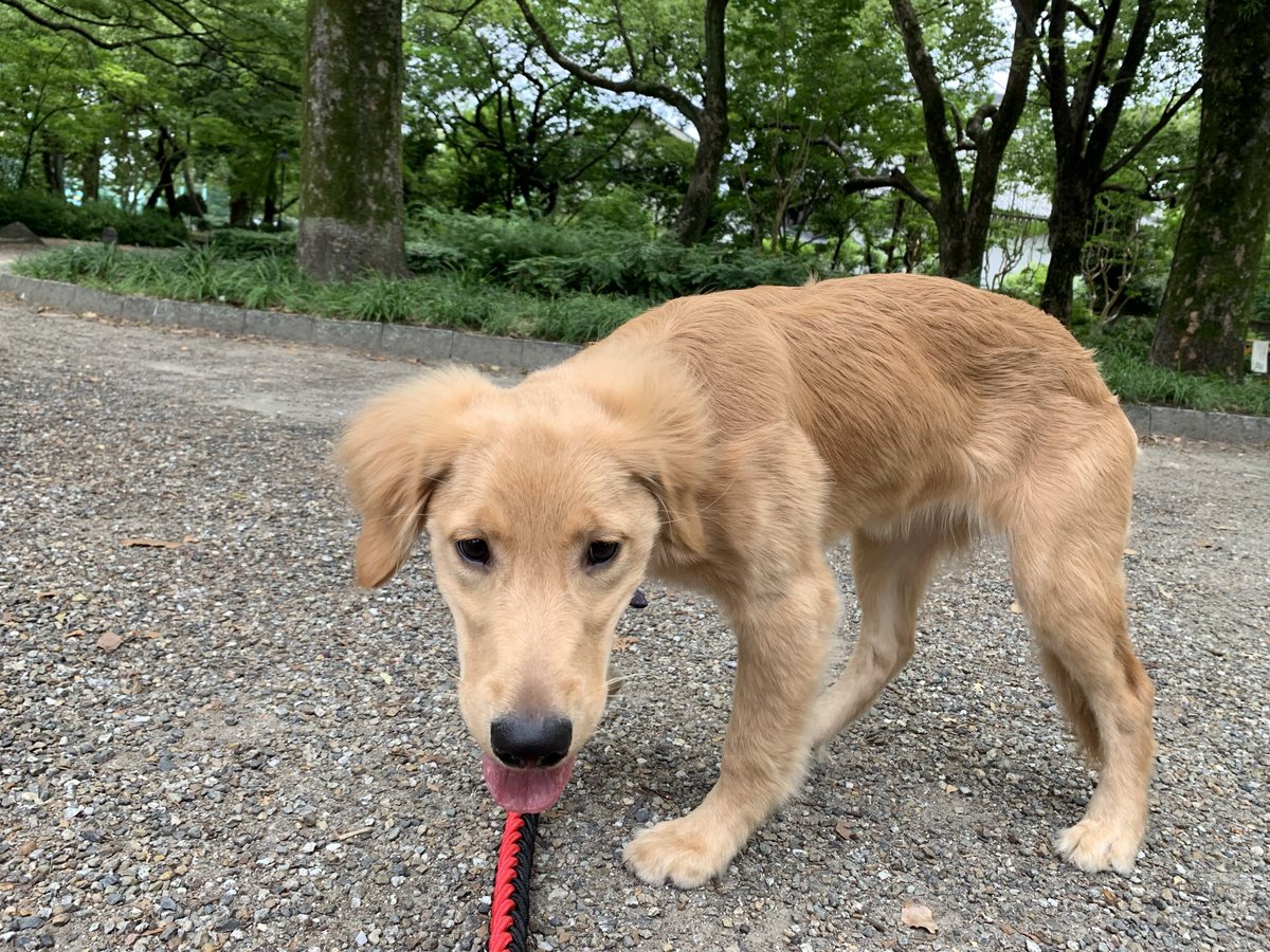 yomogi_niku29's tweet photo. 1人でも多くの方にこの虐待の事実を知ってほしい。。。
俺もよもぎを購入したから、知らなかったとはいえこの企業の行いに加担した側。。。

できる事は今後このクーリクには近づかない事。少しでも多くの人にこの事実を知ってもらう事。

ペットを迎えるのはブリーダーさんからできます。

細いのは5ヶ月の頃の写真（我が家にきてすぐぐらい）
大きくなったのは6ヶ月の頃の写真。

ちゃんとご飯食べてお散歩すればこんなガリガリで肋骨が浮いたりしないです。。。