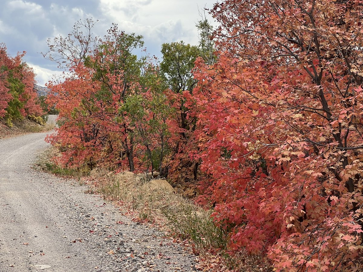 jrossean's tweet photo. That color looks fake. #UtahFall https://t.co/JFQS6l69Rb