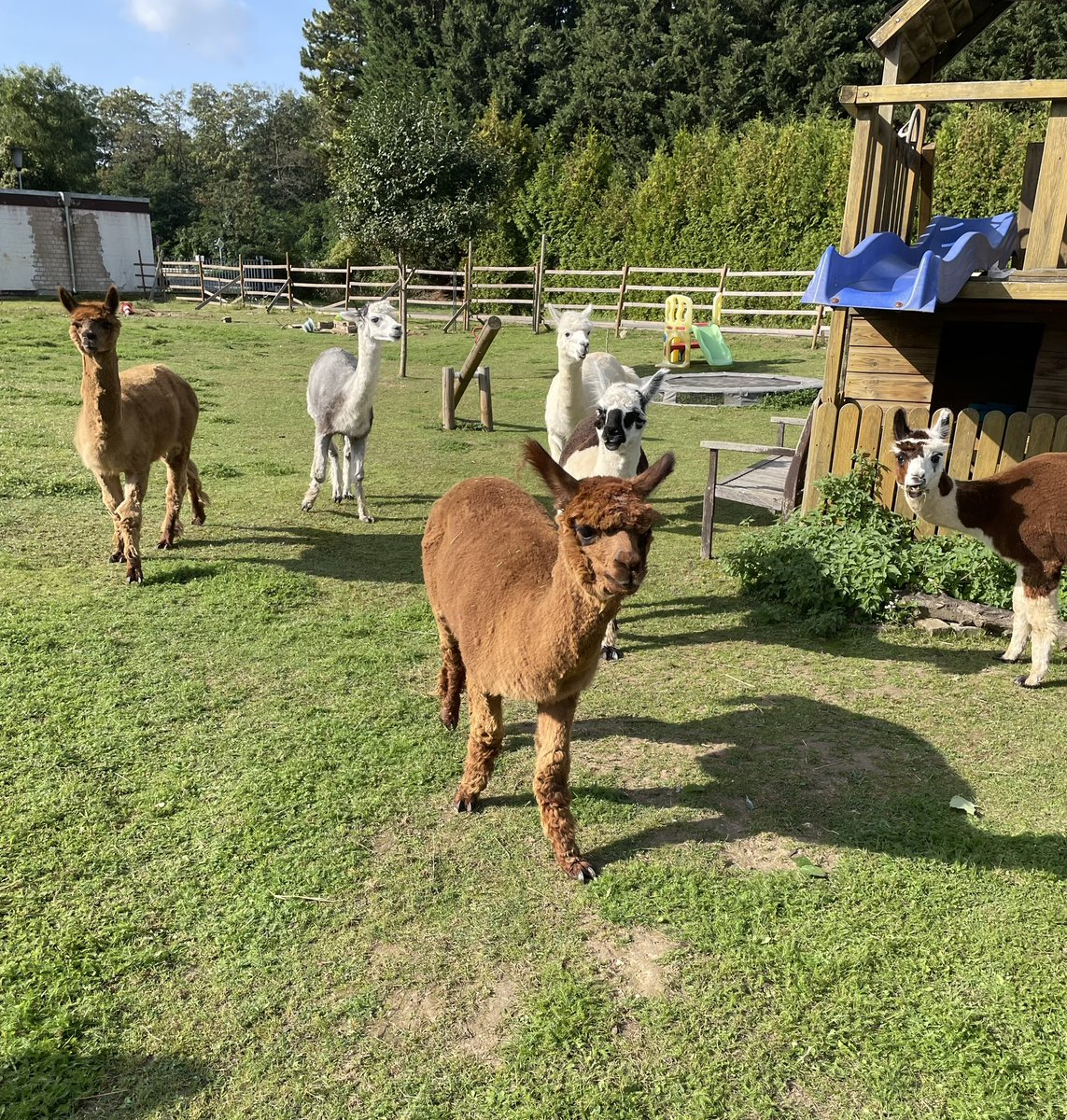 Heute neue Alpaka Freunde gefunden 🥰