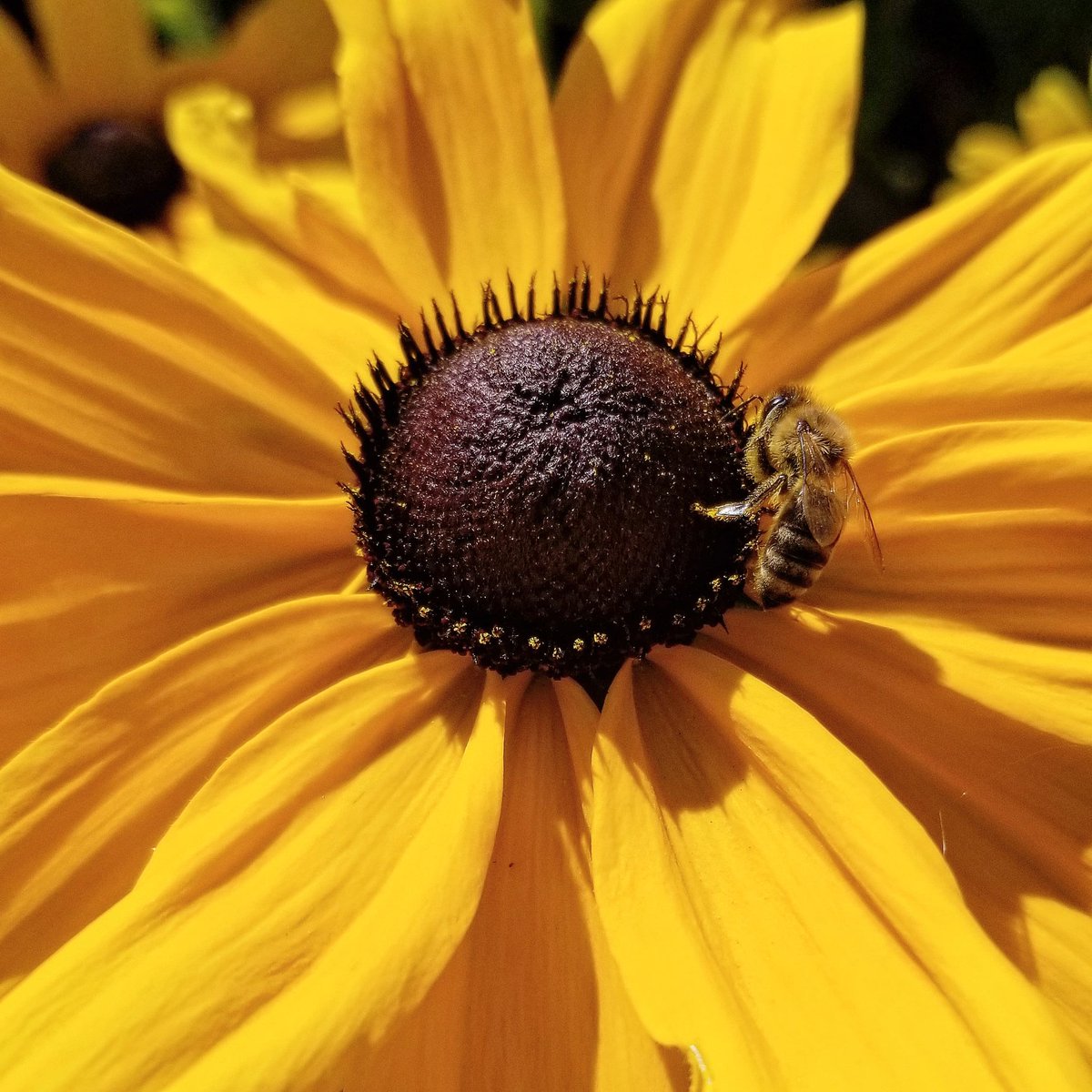 TriedTruePlants's tweet photo. #Beautiful #Saturday #afternoon. Still feels like #summer time. #Bee #happy!
#plants #garden #gardening #gardeners #savethebees #flowers #flowersofinstagram #floweroftheday #bloom #instablooms #pollinators #flowerlove #beesofinstagram  #beestrong #beestagram #bees #yellowflowers https://t.co/iSobGy8vgt