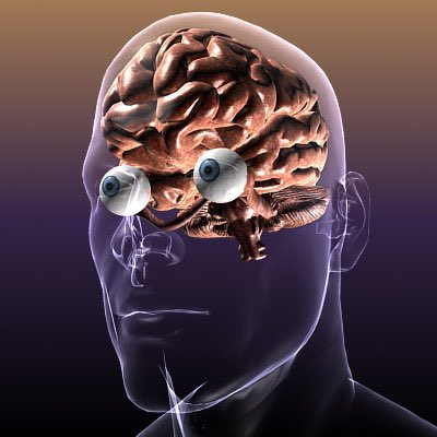 Cous57's tweet photo. Diagrams of the eyes and the brain will always make me laugh https://t.co/S4YrQ8Zm41