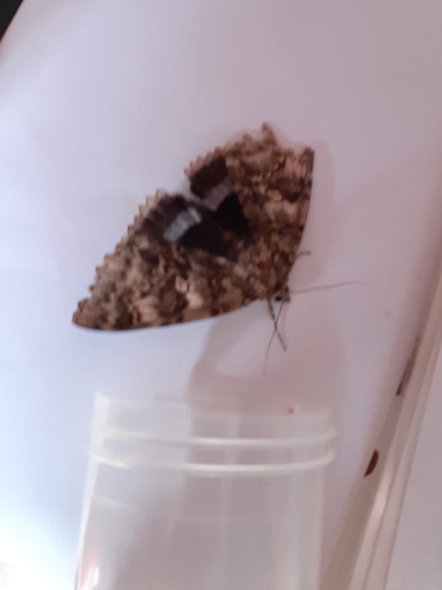 Exciting news!✨🥳 Here at PM, along with the @UoN_ITE PGCE science students, we have discovered a moth once thought to be EXTINCT in the UK! 🦋 Only seen in some southern counties, the Blue Underwing moth has rarely been spotted this far north!👏 #newdiscovery