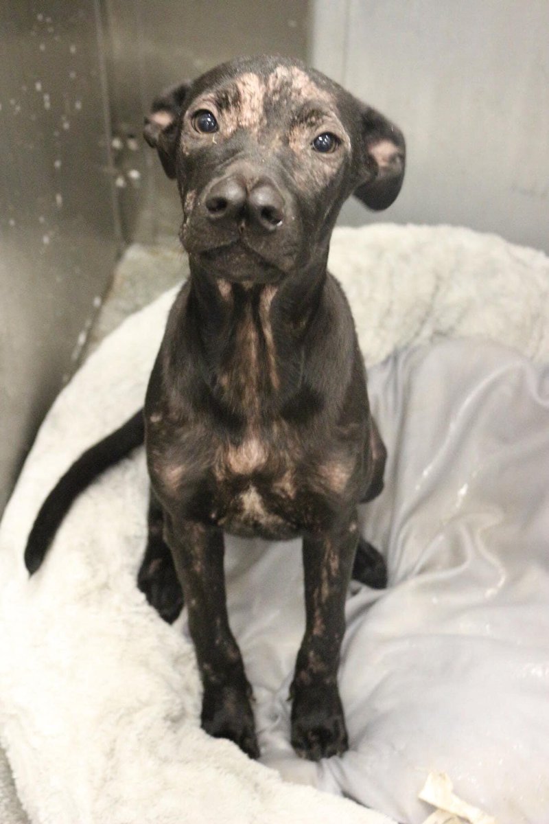 BearyHappy04's tweet photo. Adopt/Rescue from #Dallas Animal Services by 10/1 11am 

BEE 🐝 A1189562
4 months old Female
Demodex +

Bee was found as a stray. She is currently working on overcoming an URI &amp; growing her fur.

📧 dasrescue@dallas.gov

#dogsoftwitter #dogsofx #Texas #TX https://t.co/vZDKbyc2Bf