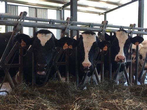 Una investigación compara la nutrición de vacas lecheras con diferentes tipos de alimentación
agroalimentando.com/nota/10966