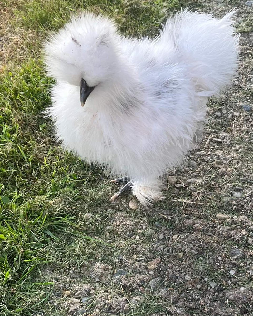 aweegem's tweet image. My beautiful Orla &amp;amp; Oreo #chickens #silkies