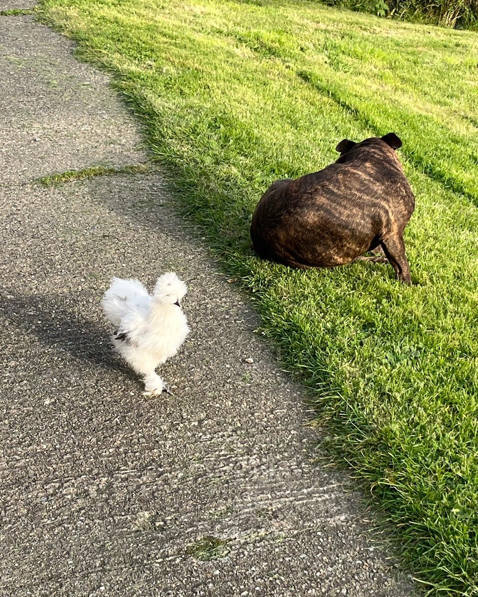 aweegem's tweet image. My beautiful Orla &amp;amp; Oreo #chickens #silkies