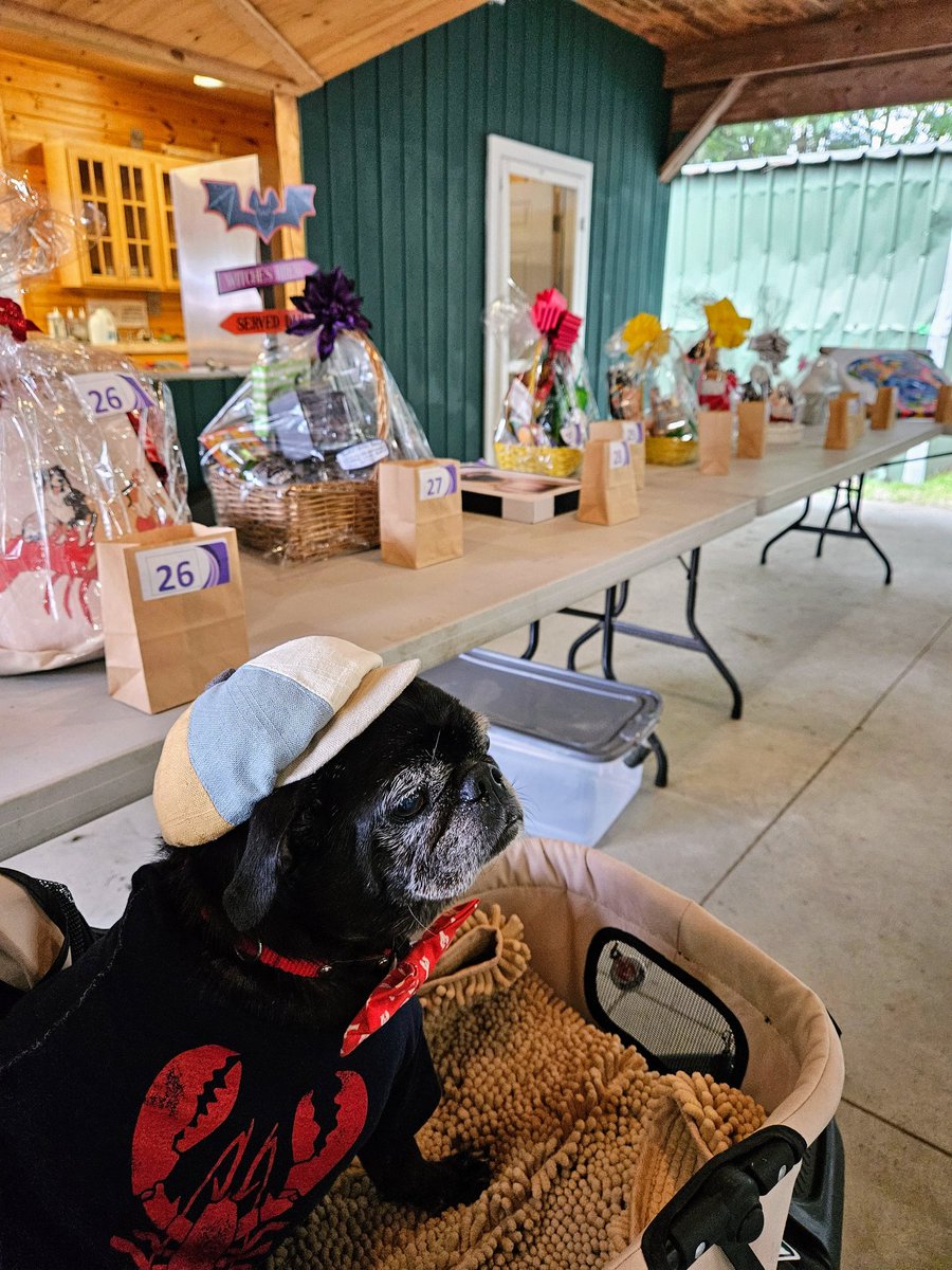 MisterPemberto1's tweet photo. Part III...#PugSocial...raffles, shopping, treats...what a day!โค๏ธ #puglife #pugs #pugrescue https://t.co/cZvc9mADKg