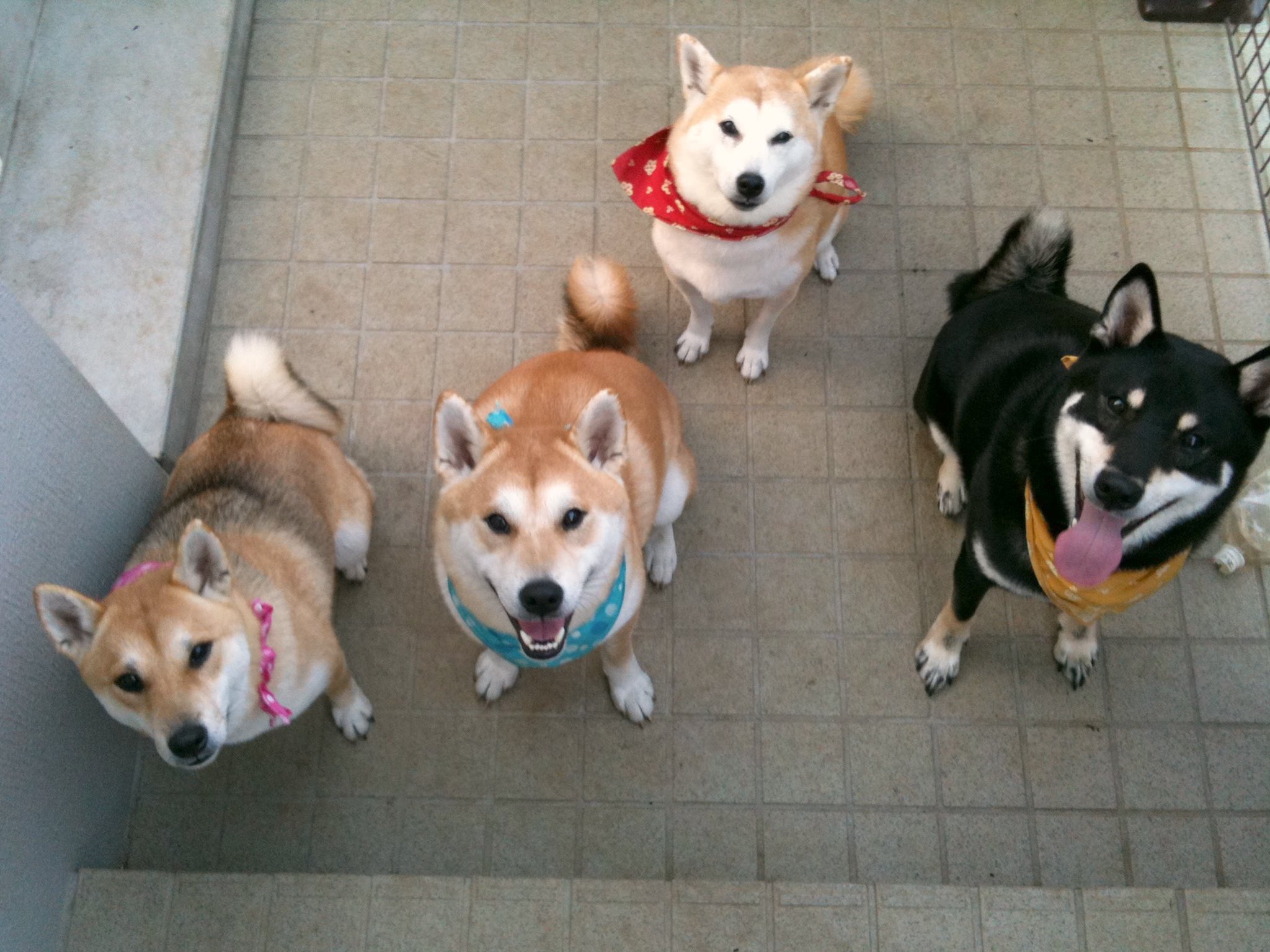 まめたろう様 ただのまめたろう - Twitch