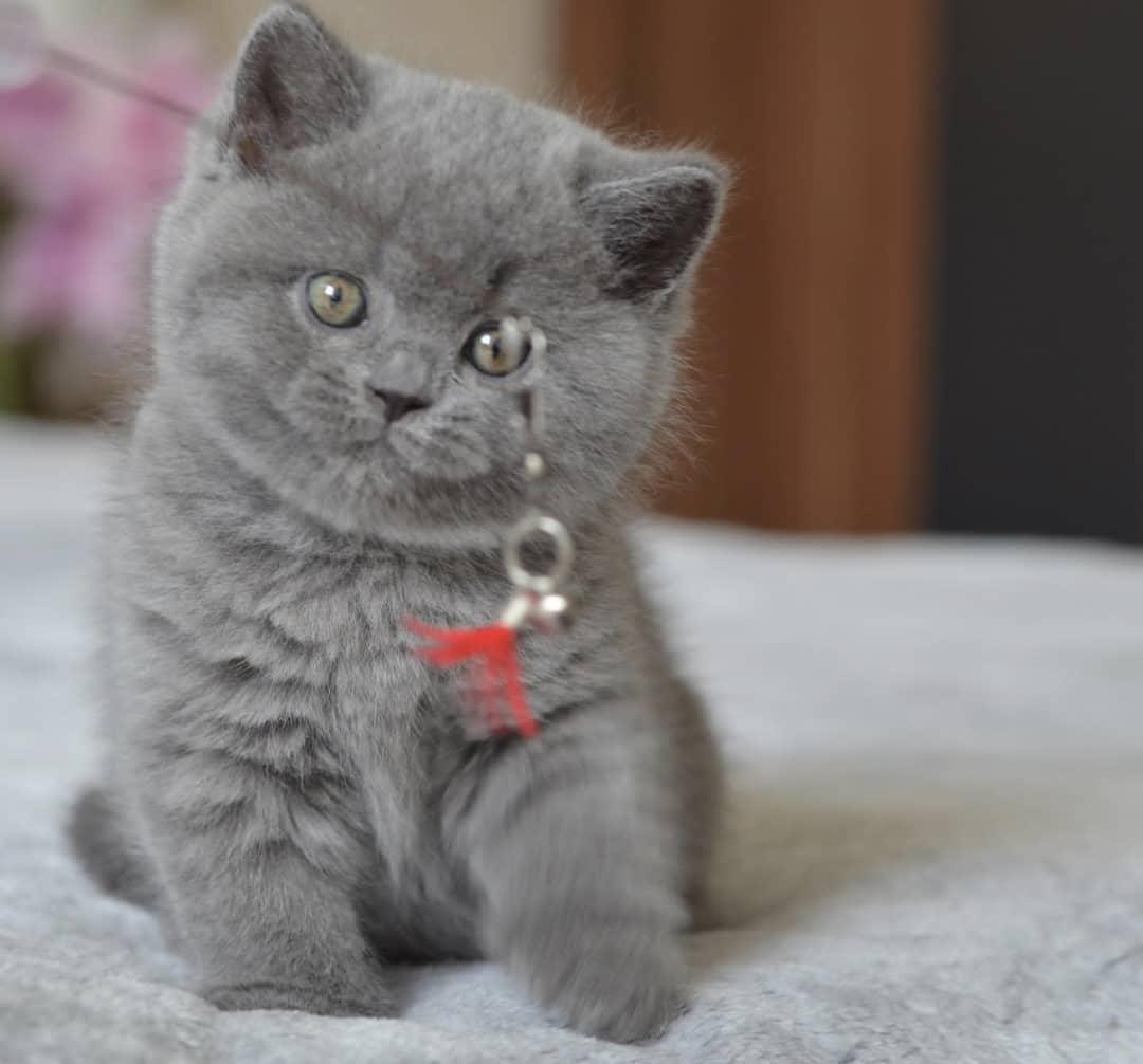 Cute and chubby always 🥰😍😍🥰🥰😍
#CatsLover #Cat #KittensOfTwitter #pets