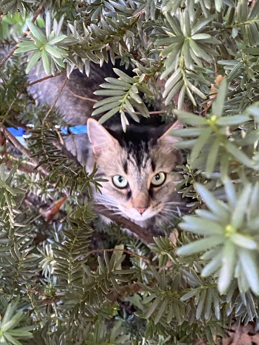 RobinEditorial's tweet image. Kili likes to explore. #caturday #amediting #felineeditorialassistants #indieauthors