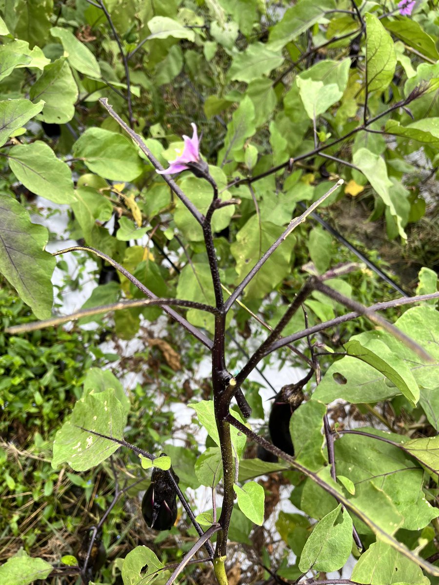 ナスの樹が骨だけに😫🦴
葉っぱ🌿は何処に❓🤔