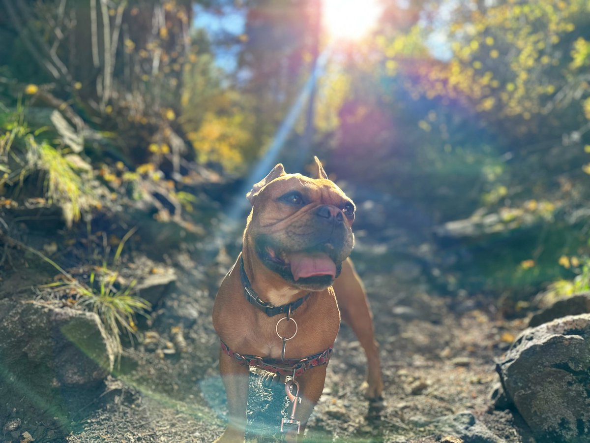 BrisaPenaUCD's tweet photo. Fall is my absolute favorite season of the year; the mountains turn gold, it isn’t hot anymore, it isn’t too cold, it’s just pure perfection 🍂
Also my little Yoda is the cutest 🧡
#ILoveFall #FallinCO #Aspens #fallcolors #ColoradoFallColors https://t.co/NDciRXMg3K