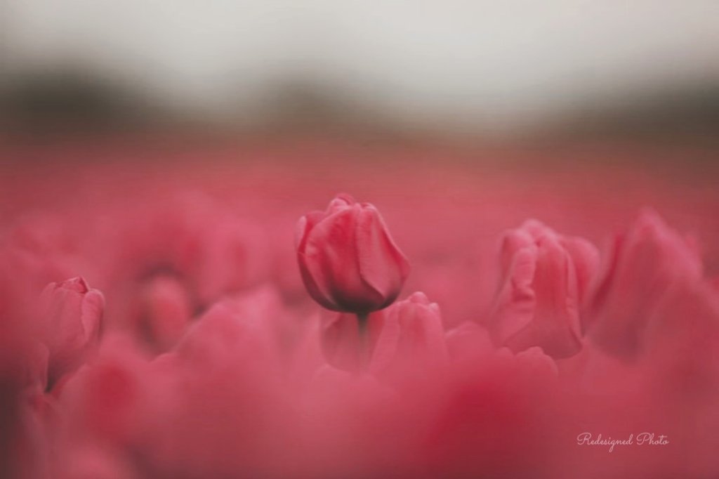 t_hellome9326's tweet photo. •.°•✿~ peace &amp; love ~✿•.°•

The past is where you learned.
The future is…
where you apply the lessons.
Don't give up in the middle…

°˖❀˖~ smile ~°˖❀･ﾟ.*• https://t.co/hTG7t4AUQq