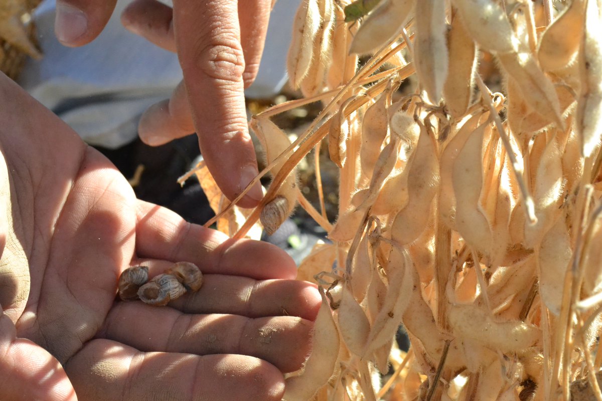 josepeiretti's tweet image. Beans #harvest season here in Kansas. Some #combines are covered in black dust from crop mold, I think. It made me remember when, a few years ago, we had problems with the impact plate of the yield monitor in #Salta, Argentina. The answer in the last photo #fromthefield