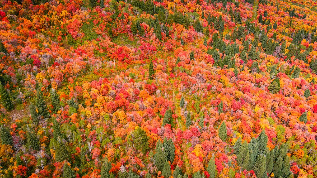 Grallon's tweet photo. If you take the #ski lift at #Snowbasin right now. This is what you'll see.
A #cornucopia of colors. #utwx #autumn #fall #fallcolors @SnowbasinResort @abc4utah @NateLarsenWX @accuweather @StoryfulNews @AmyNayNews @Snowbasin_WX @KUTV2News @fox13 @KSL5TV https://t.co/WKsPrDAWca