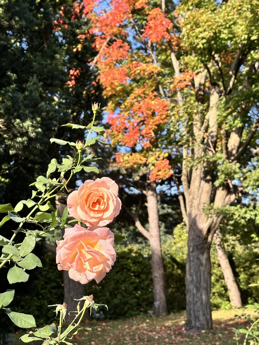 CyyMichelle's tweet image. 🍃
