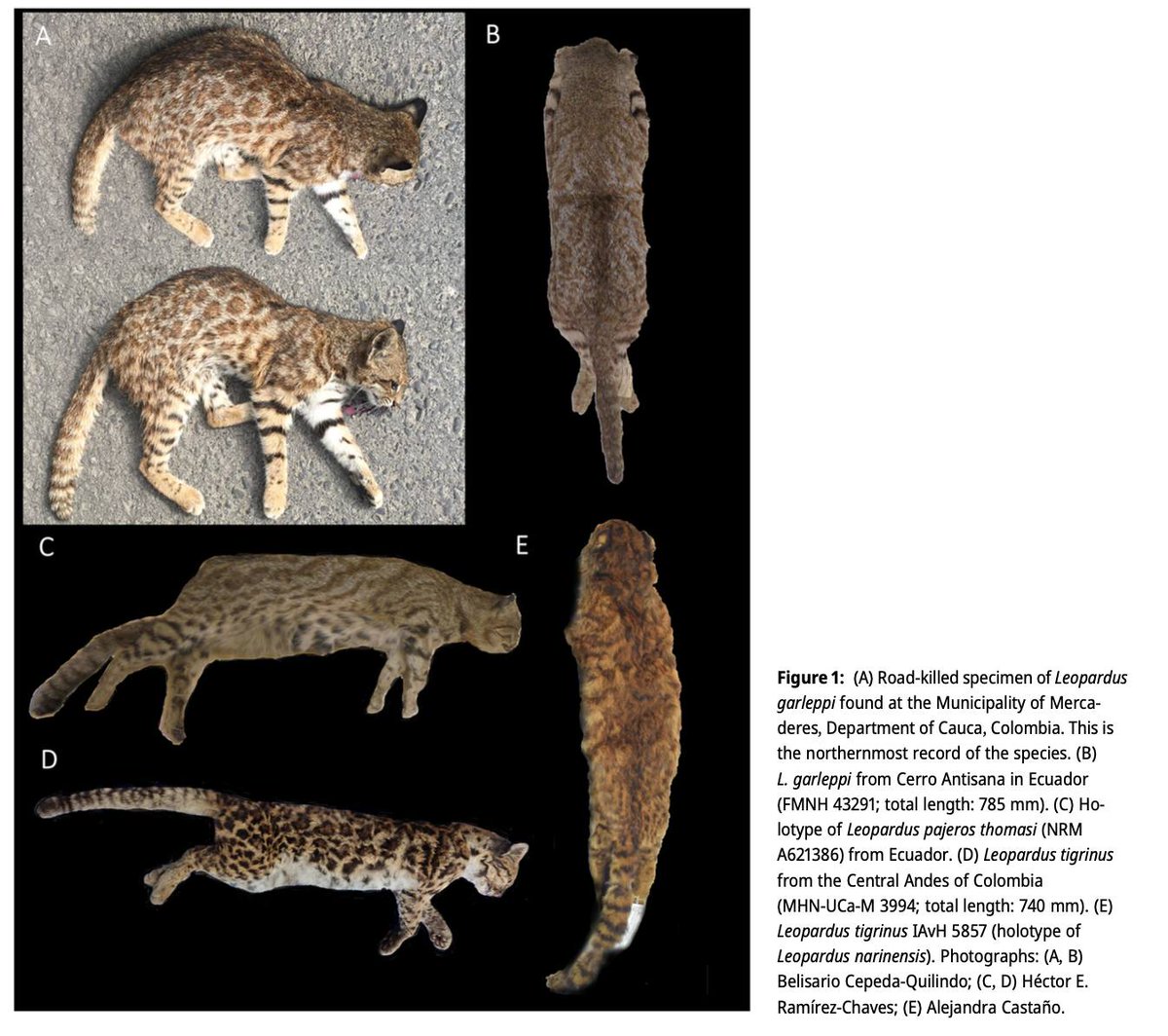 Novatax_Col's tweet photo. #MamíferosColombia #PrimerRegistro

Leopardus garleppi: primer registro de esta especie de tigrillo para las montañas del sur de Colombia (departamentos de Cauca y Nariño).

Autores: J. Milena Astorquiza y otros autores (2023)
Familia: Felidae https://t.co/dpfLPEKdT7