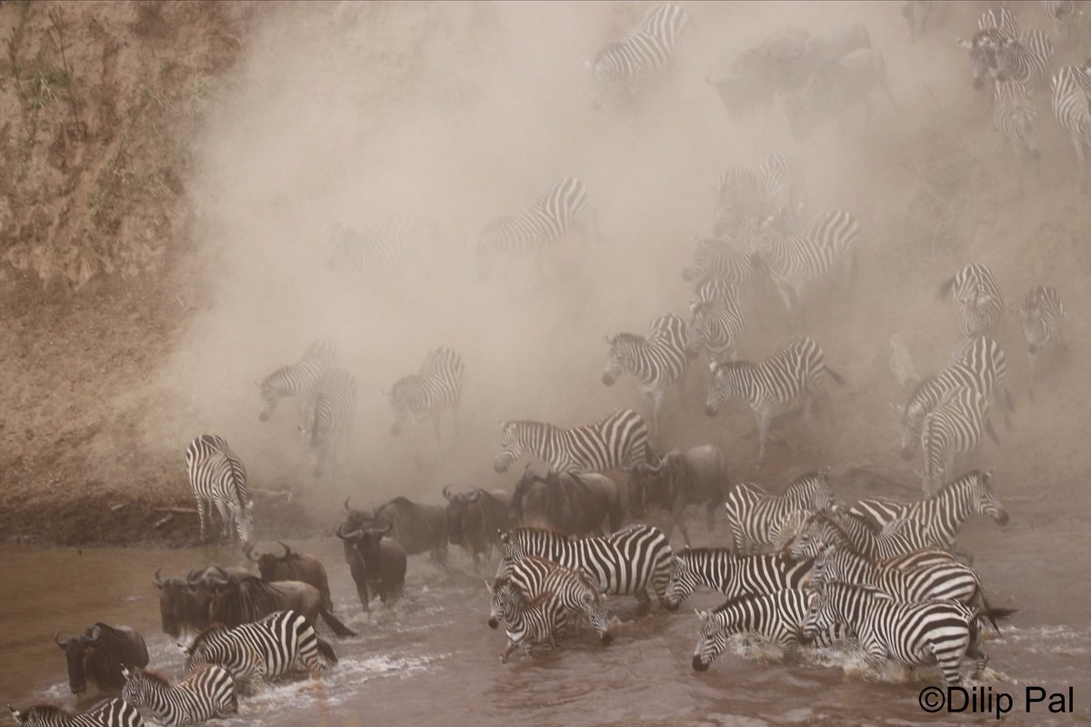 dilippal04's tweet photo. Zebras & Wildebeest leaping in awe amidst swirling dust and mud—a timeless, wondrous moment through the viewfinder. #MaraMagic #AfricanSafariMagic #MaraMigration https://t.co/HAj1uiNApS