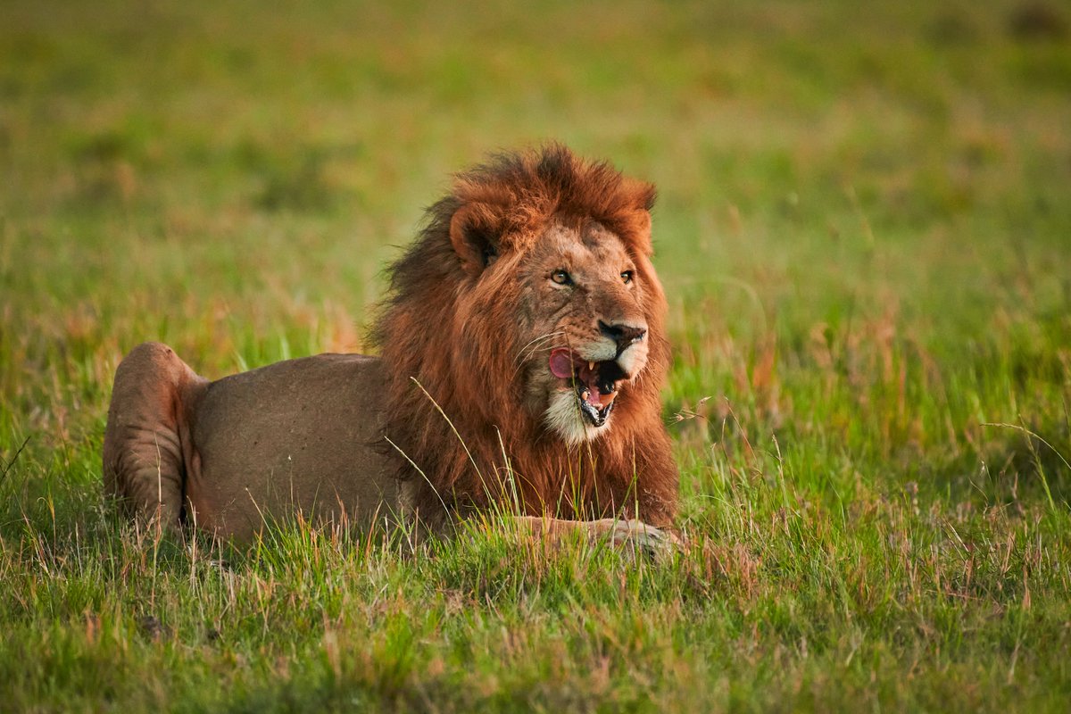 'Even the king of the jungle needs a moment for some tongue-tied dental hygiene!' 🦁👅
King Doa | 😺 Masai Mara | Kenya
#wildlife_vision #wildlifephotography #bbcearth #onlyafrica #africanlionsafari #wildlifephotographer #wildphoto #cutelion #natgeoadventure #natureinfocus