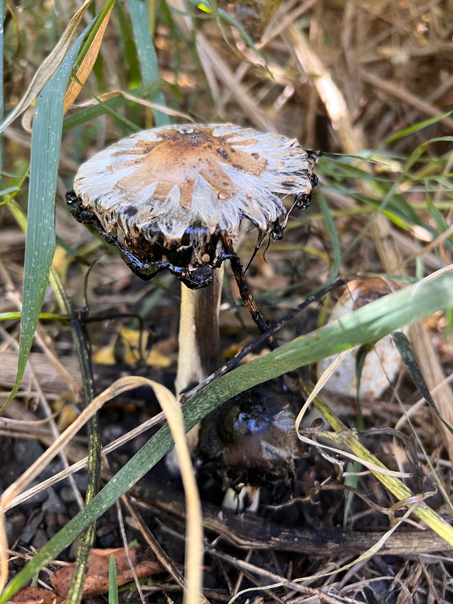 samnmyrick1's tweet photo. Cool finds on a solo stroll before class the other day https://t.co/xj1Viw9hbS