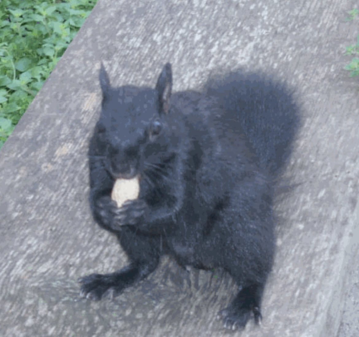Biologists estimate that the black squirrel is unusually rare with only one squirrel in 10,000 wearing the dusky coat. This mutant of the gray squirrel resides primarily in northern climates.

Read more about these bushy tailed wonders here! 

reedsburgwi.gov/index.asp?SEC=….