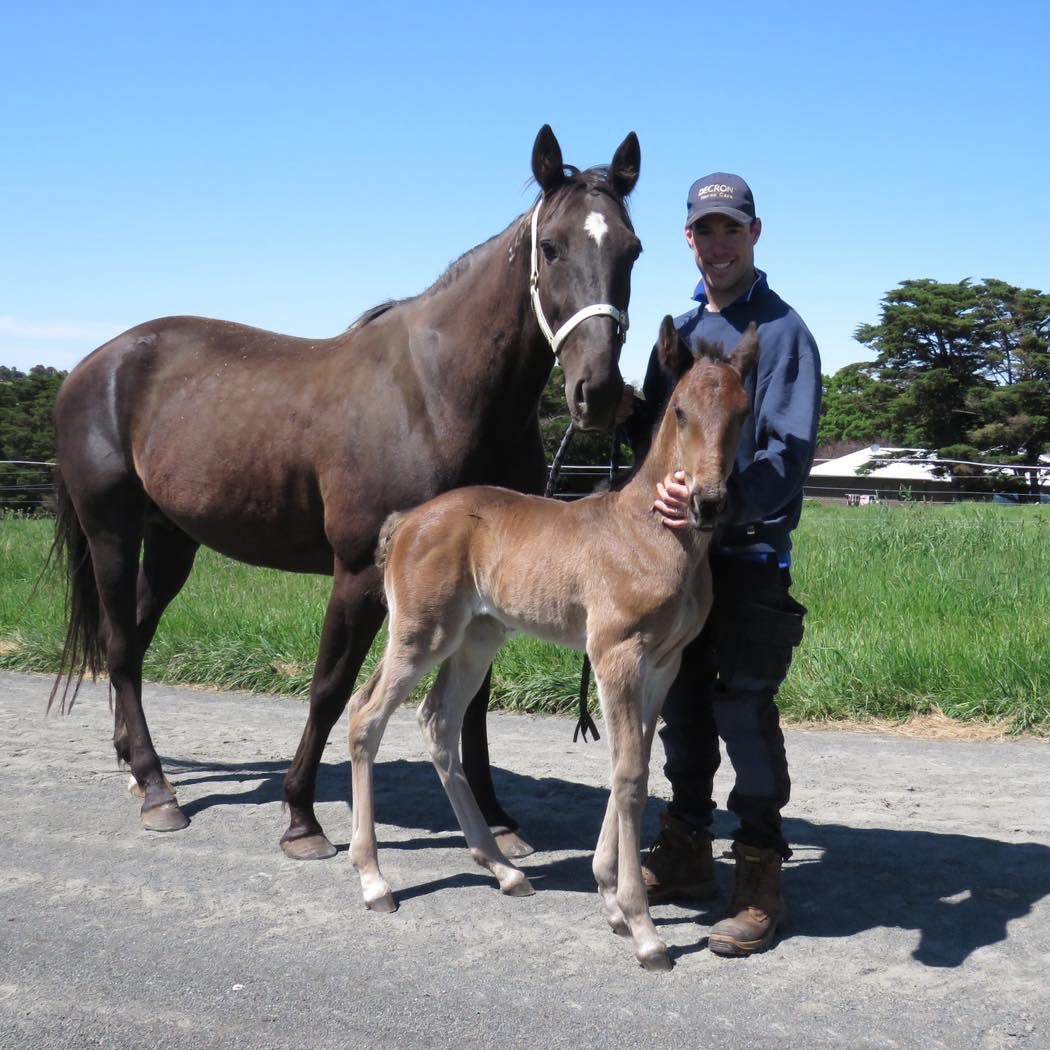 SHEVCHENKO (Bling It On - Our Burning Desire) kicks off her career with a win! Thanks everyone who has helped to get her to this point. It takes a village! Foaled at Romsey Equine, broken in by Jason Hackett, pre trained by Kent Harpley. When we say ‘Team Larajay’ we mean it!